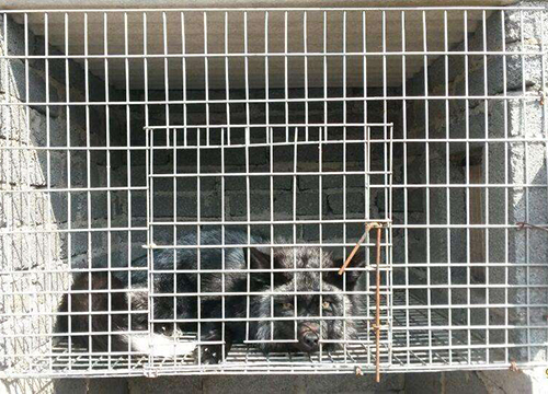 Farming welded wire mesh圖片1