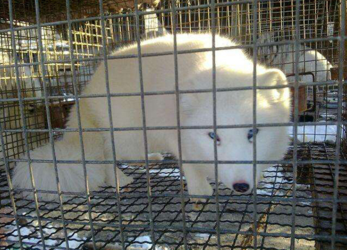 Farming welded wire mesh圖片2