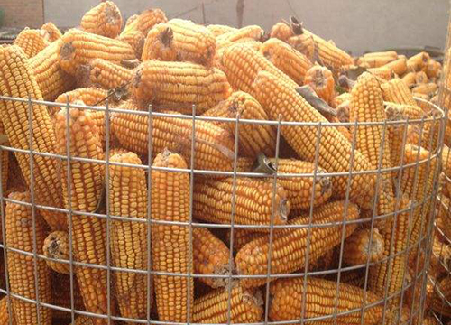 Circle Corn Welded Wire Mesh圖片1